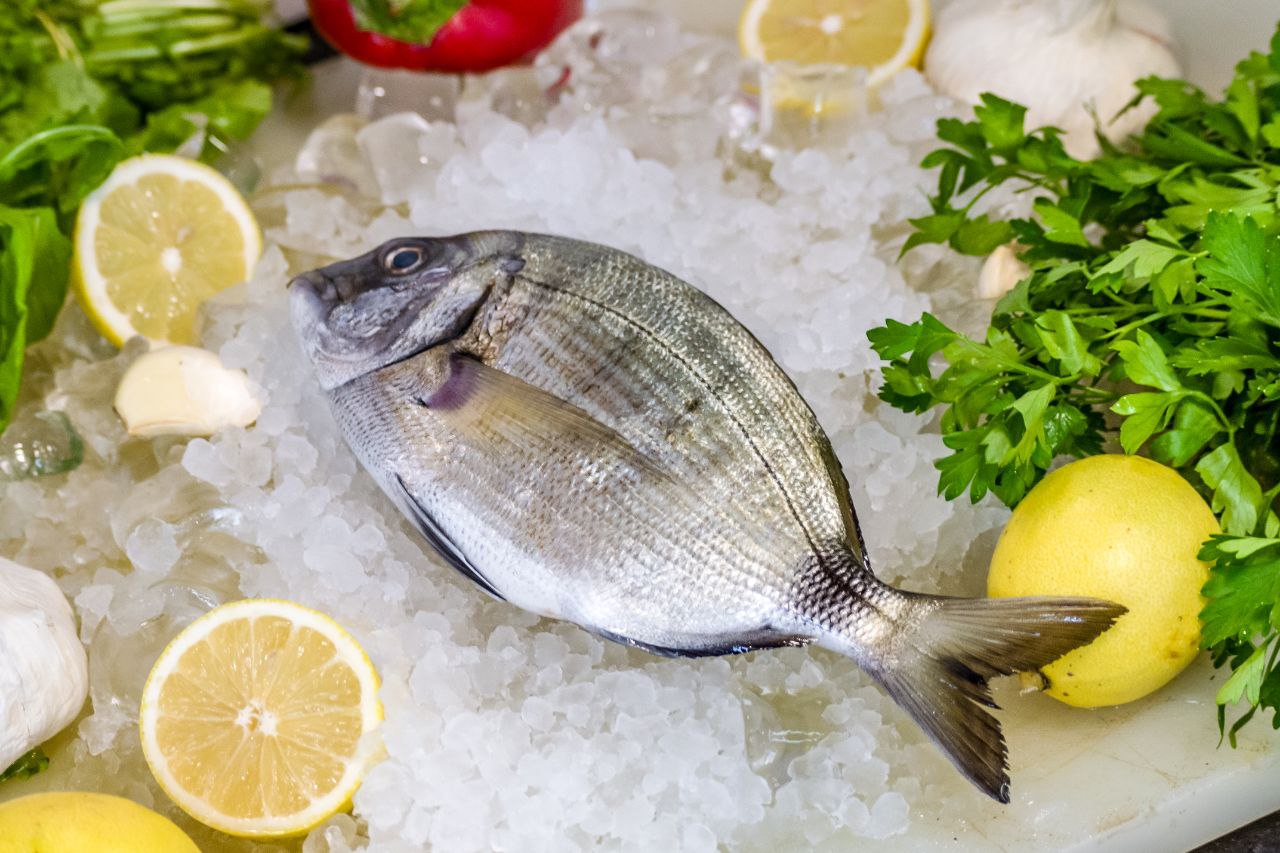 سمك اجاج بلدي