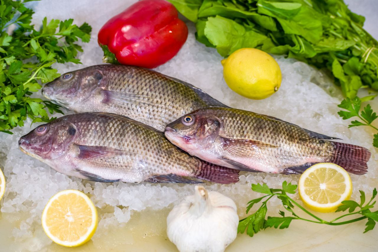 سمك مشط كبير