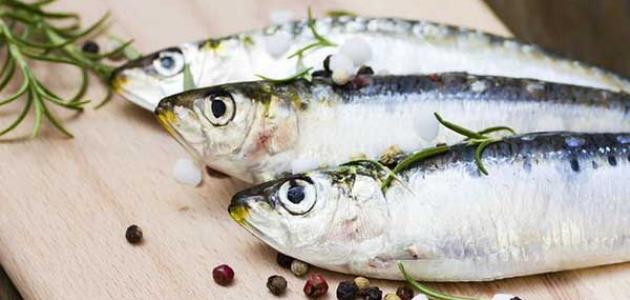 سمك سردين بزرة